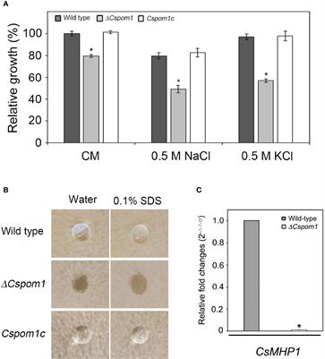 CsPOM1, a DYRK Family Kinase, Plays Diverse Roles in Fungal Development, Virulence, and Stress Tolerance in the Anthracnose Pathogen Colletotrichum scovillei